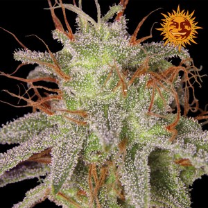 Семена Barneys farm Amnesia Lemon feminized