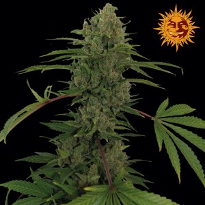 Семена Barneys farm Critical Kush feminized