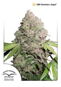 Семена Dutch Passion CBD Charlotte’s Angel feminized