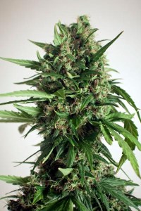Семена Dutch Bulk Auto Power Plant autofeminized 20 шт.