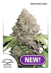 Семена Dutch Passion CBD Charlotte’s Angel feminized