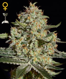 Семена Green House Big Bang autofeminized