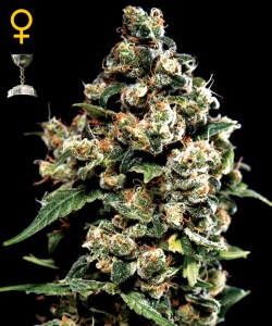 Семена Green House Jack Herer feminized