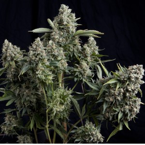 Семена Pyramid seeds Tutankhamon feminized