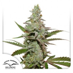 Семена Dutch Passion Amsterdam  Amnesia feminized