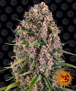 blue_cheese