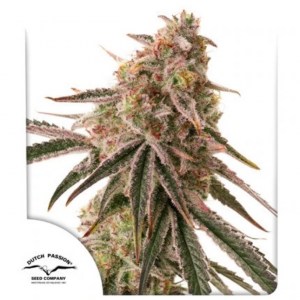 frozen_biscotti_fem
