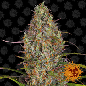Семена Barneys farm Glue Gelato Auto autofeminized 10 шт.