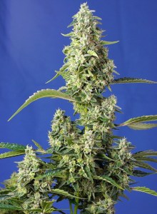 gorilla_girl_xl_auto