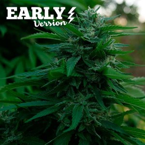 lord_kush_early_version