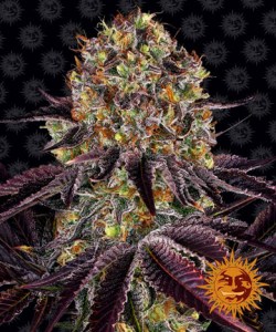 runtz_x_layer_cake