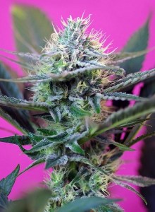 sweet_speed_auto