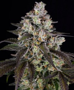 trainwreck_fem