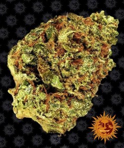 watermelon_zkittlez_auto